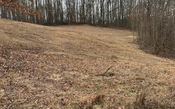 newly clear cut area