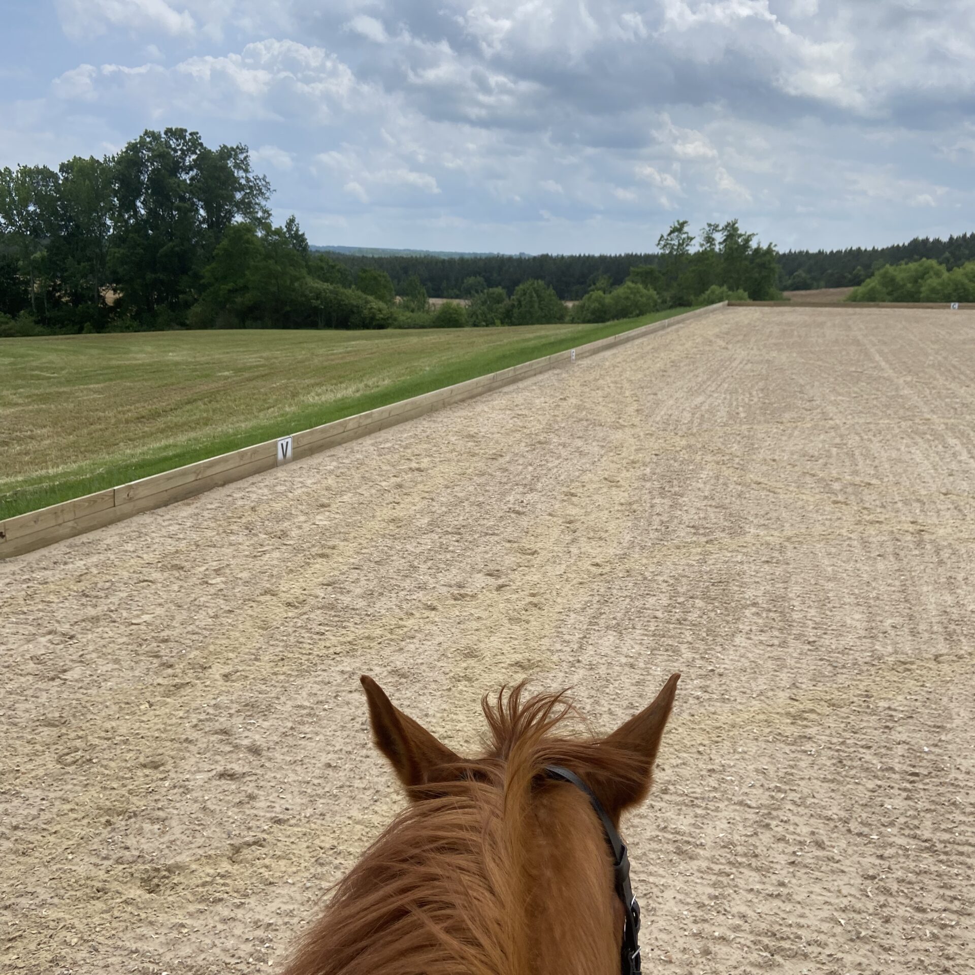 Horse walking in large arena